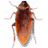 cockroach on desktop